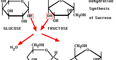 Dehydration synthesis reaction anabolic
