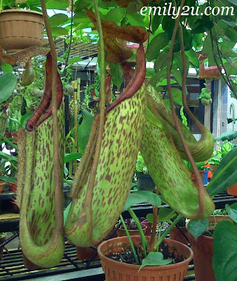 Cacti & Monkey Cup | From Emily To You