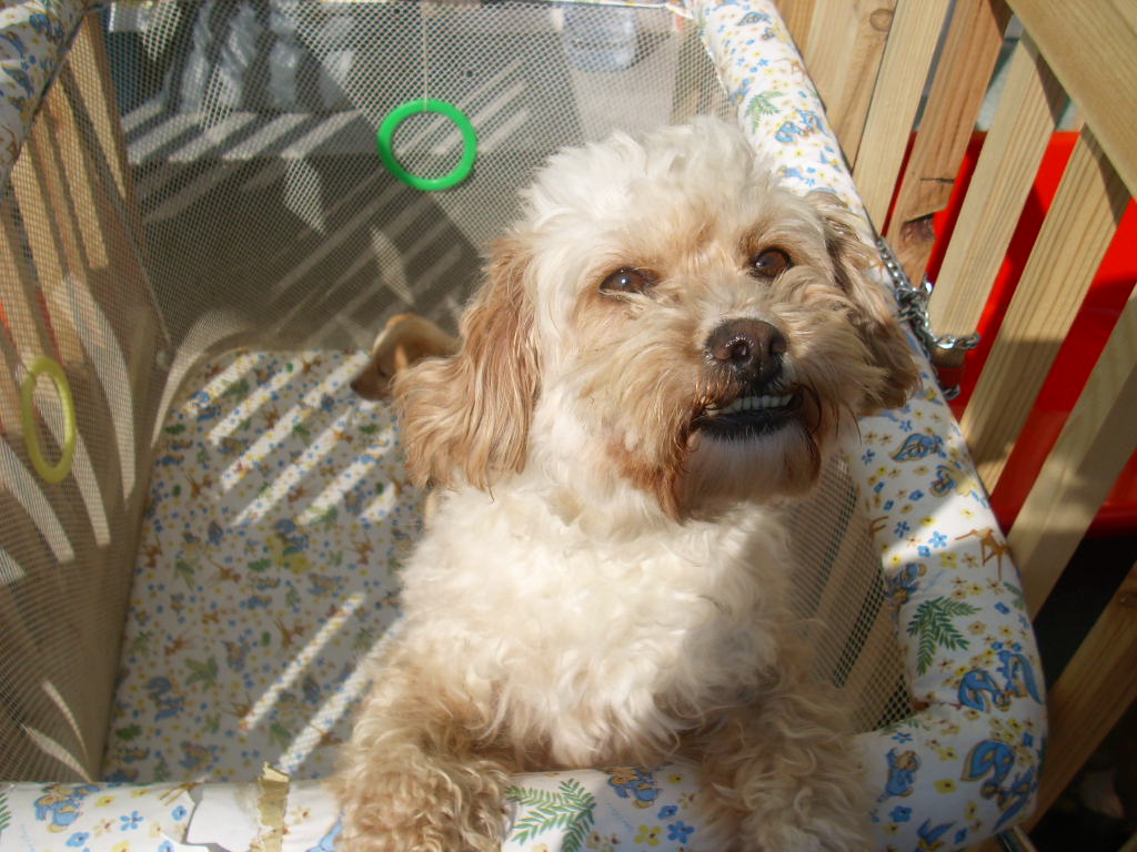[Caniche+Princesa1.JPG]