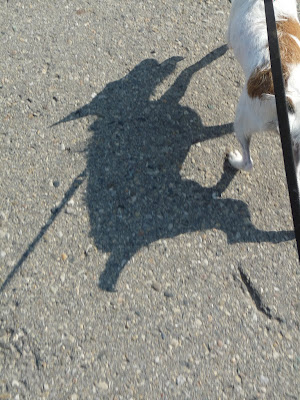Dogs Shadow