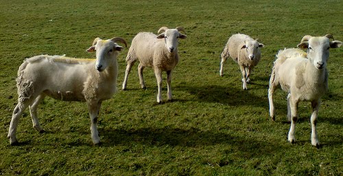 four+sheep.jpg