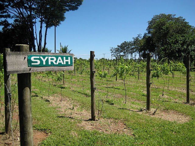 [syrah.jpg]