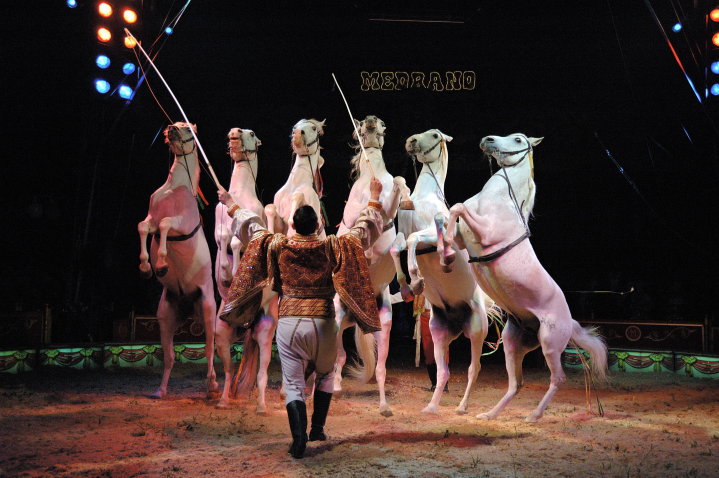 cirkus slike cirkus slike