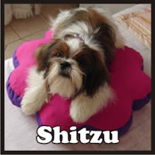 Shitzu