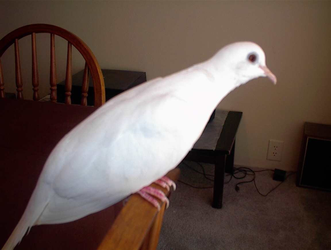 PRETTY White Dove