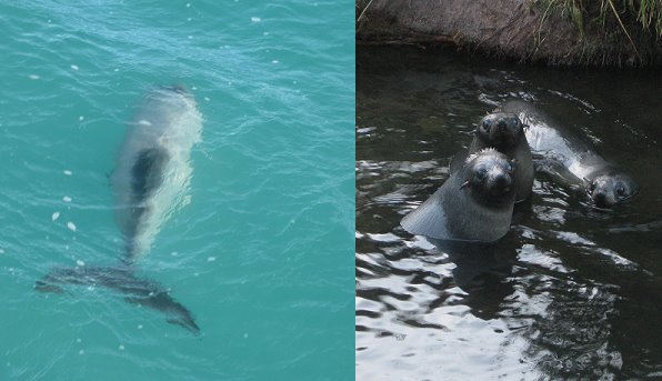 La faune de la péninsule