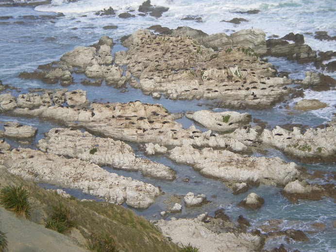 Une colonie d'otaries
