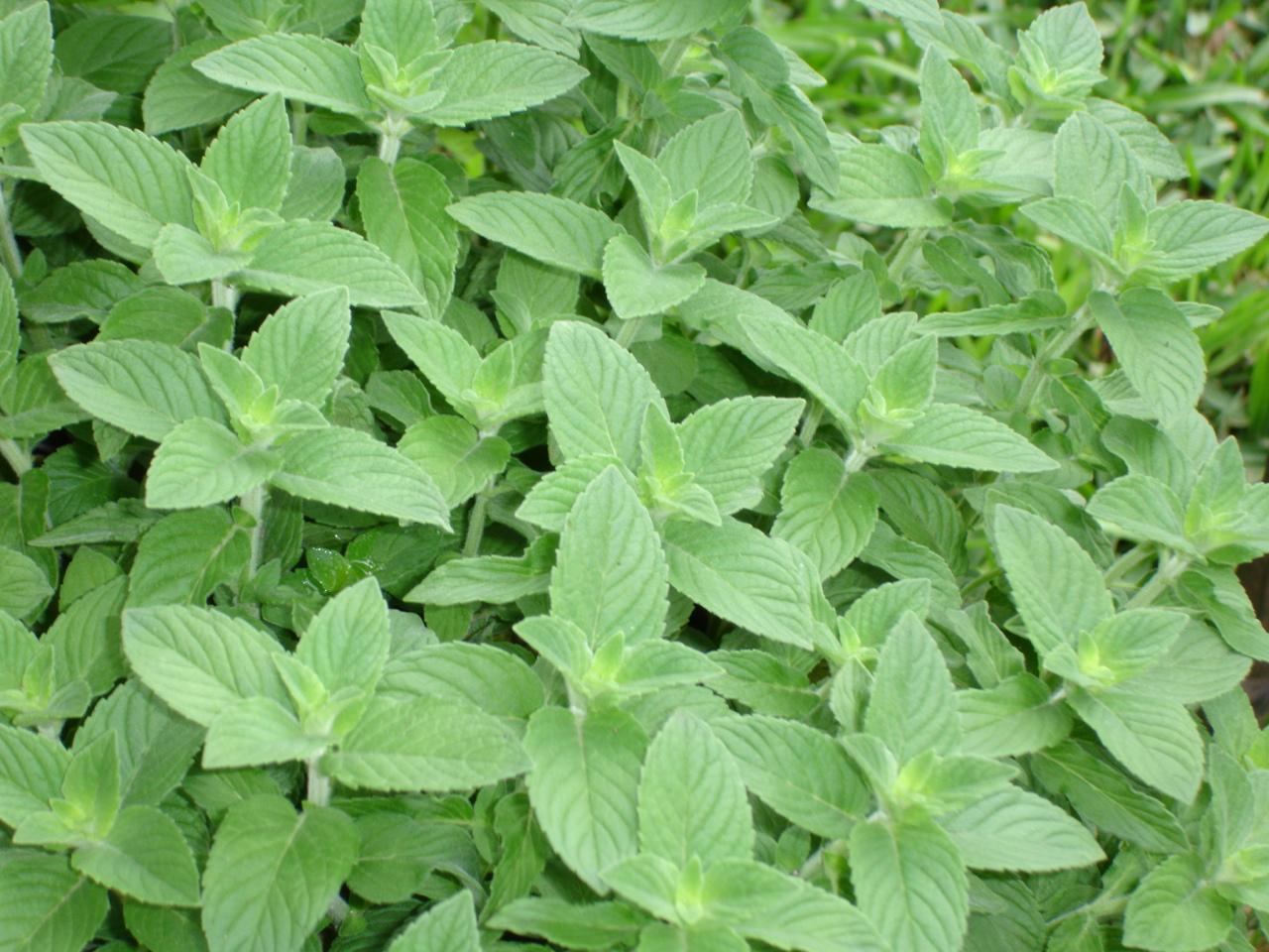 EatWhereULive Uses for Lemon Mint