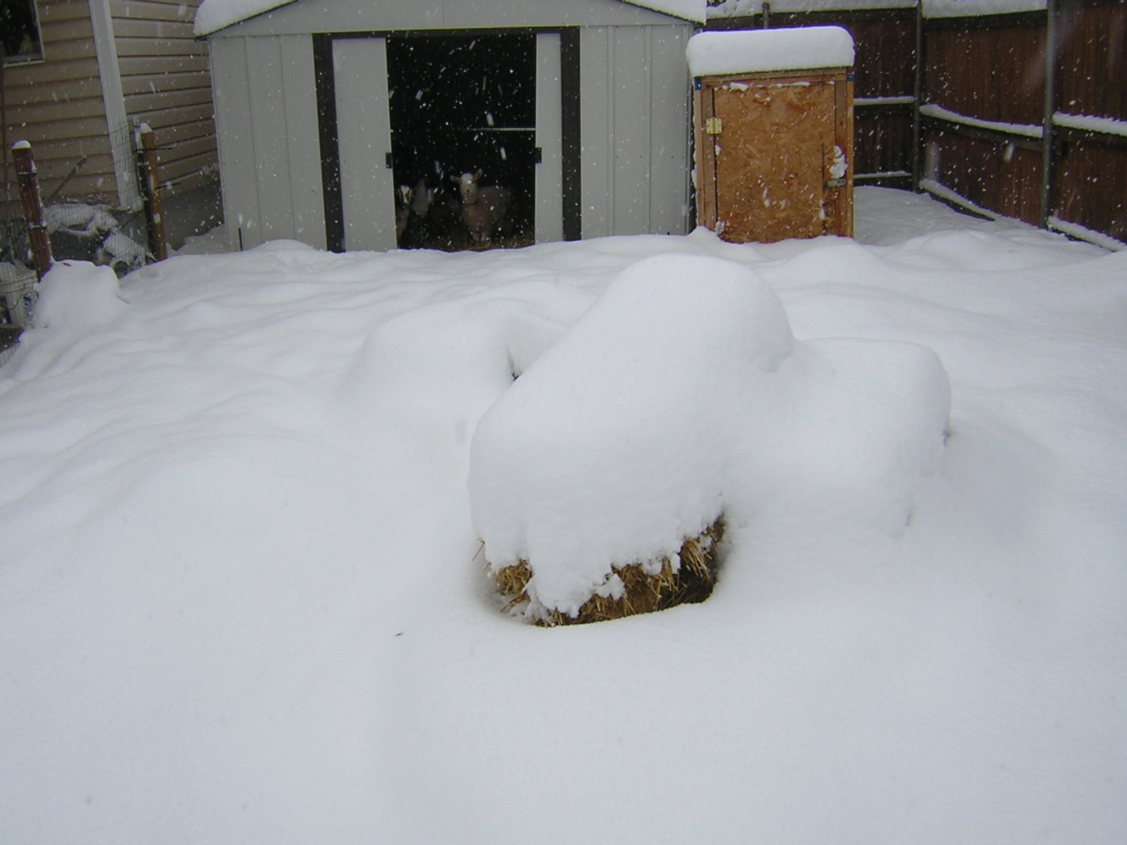 EatWhereULive Caring for Backyard Chickens & Goats in Cold Weather