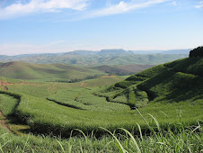 SUGAR CANE FIELDS