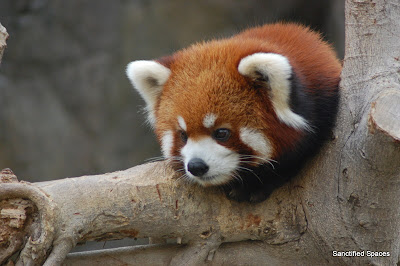 Sanctified Spaces: Endangered Red Pandas at Oceans Park Hong Kong