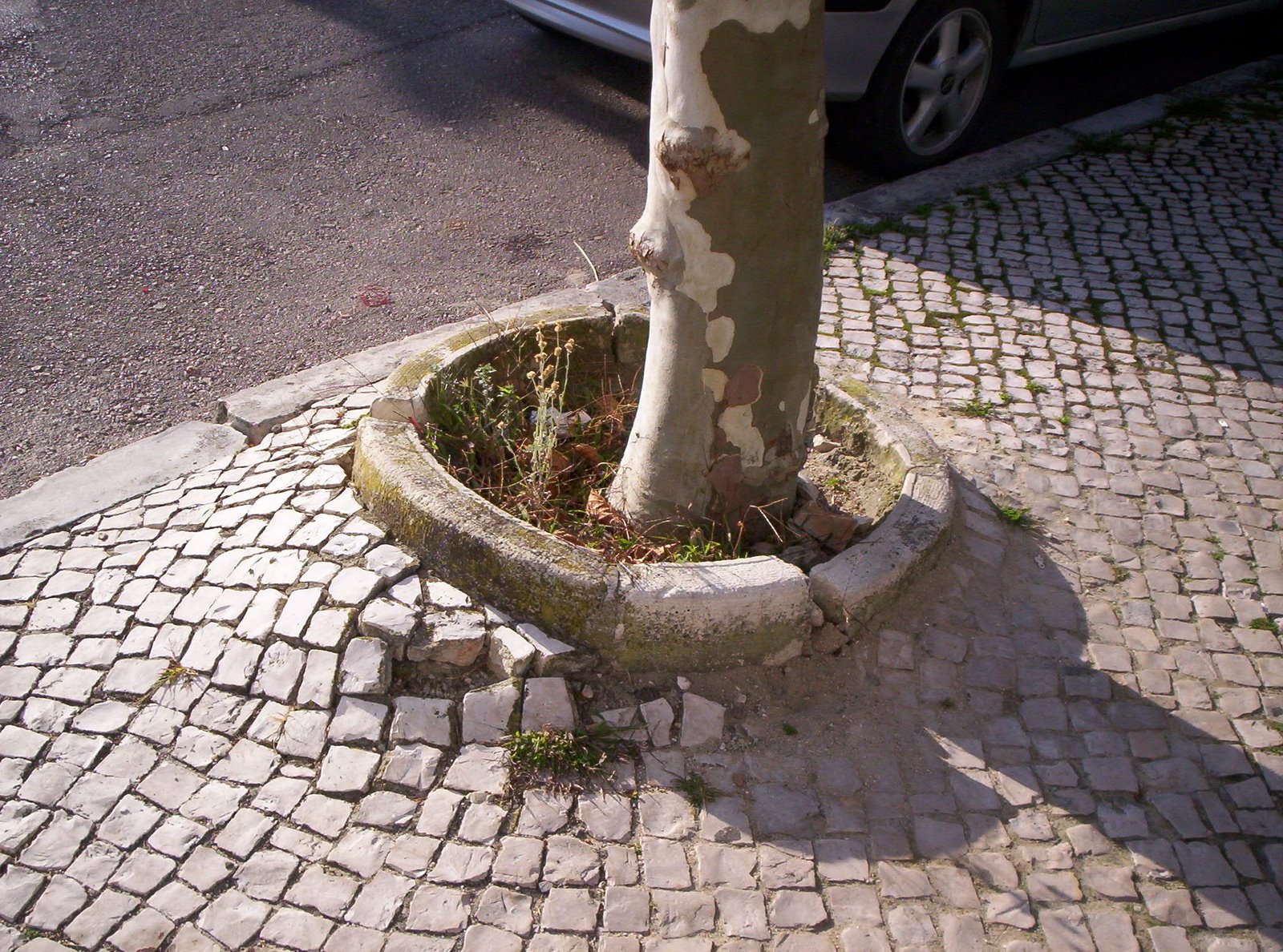 [9)R.Cal.Gulb.2.JPG]