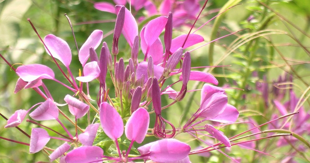 ThirteenEleven Cleome's from Seed.