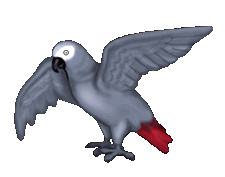 [parrot.gif]