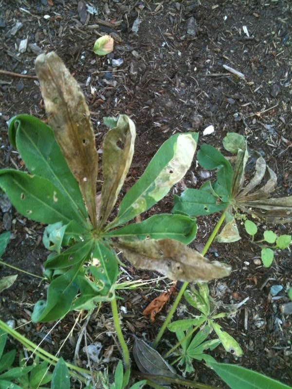 Gardens + Insects Leftist Lupine Lodgers