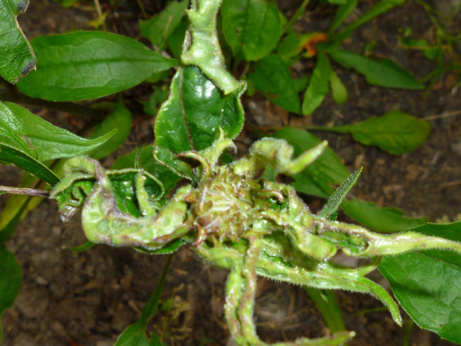 Gardens + Insects Purple Coneflower