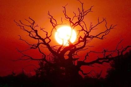 [sun+held+by+tree+limbs.jpg]