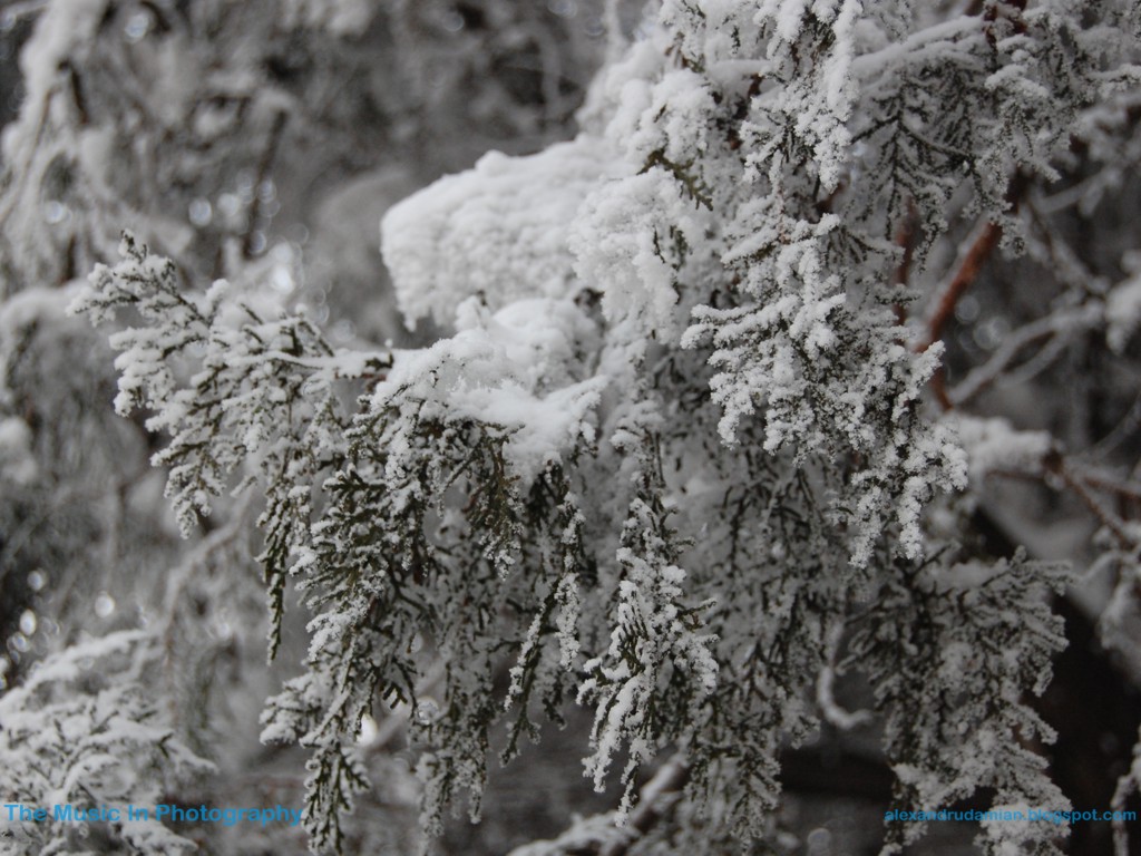 [Winter+(1024x768).jpg]