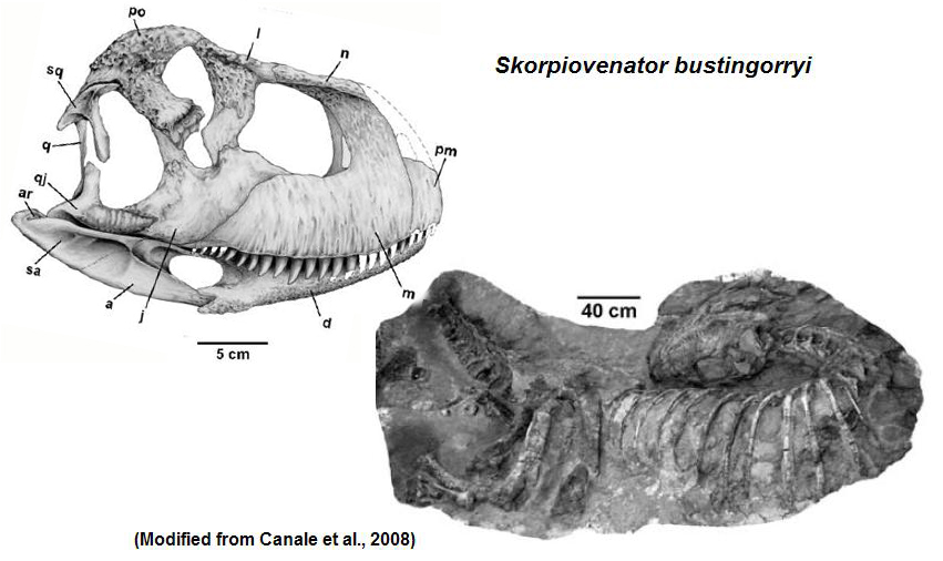 [Skorpiovenator.JPG]