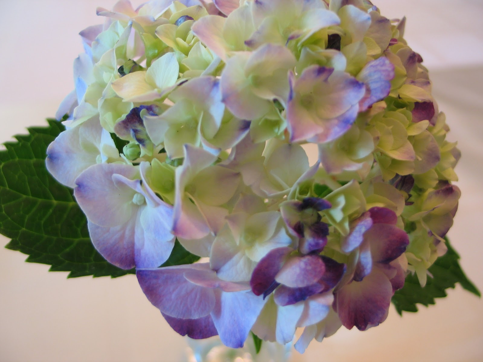 Do Potted Hydrangeas Come Back Every Year - do potted hydrangeas come back every year