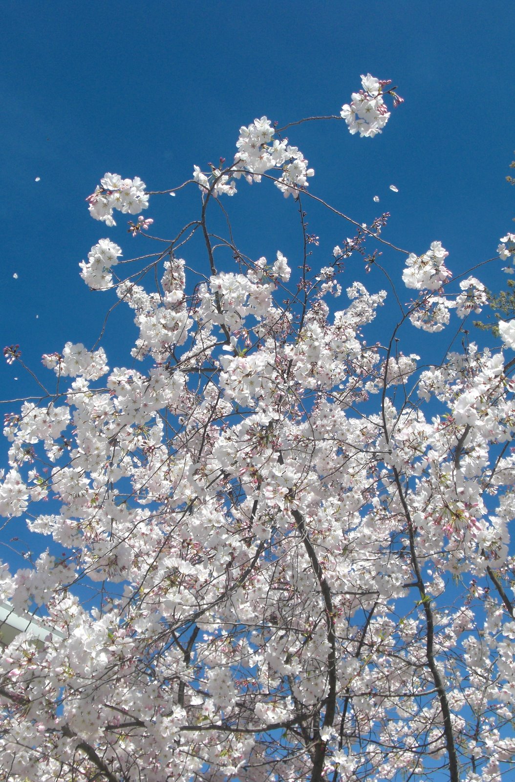[Cherry+Tree.jpg]