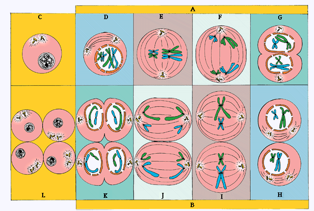 Https Nanopdf Com Download Division Celular Facultad De Ciencias Naturales Pdf