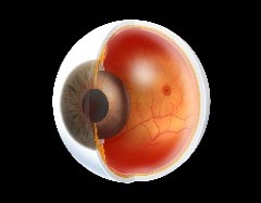 [eyemodel.jpg]