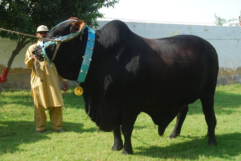 Cow+Qurbani+2011+In+Karachi Global Technology: Cows for Qurbani 2009- Breaking News, World ...