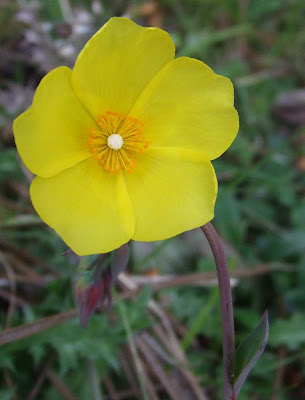 as minhas plantas Tuberaria lignosa