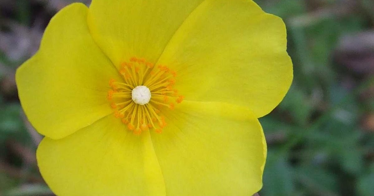 as minhas plantas Tuberaria lignosa