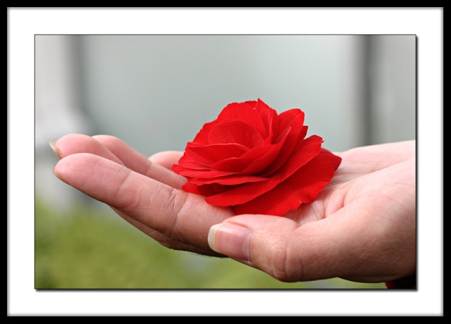 Flower In Hand