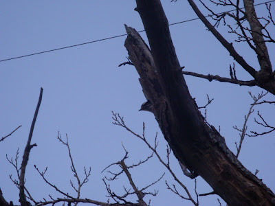 Downy Woodpecker