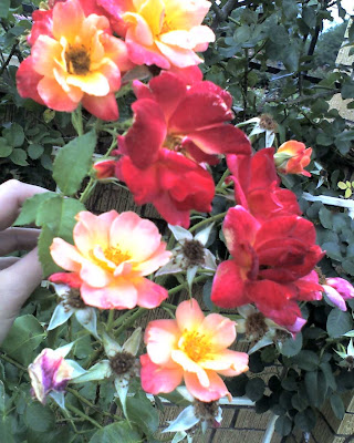 Joseph's Coat Rose