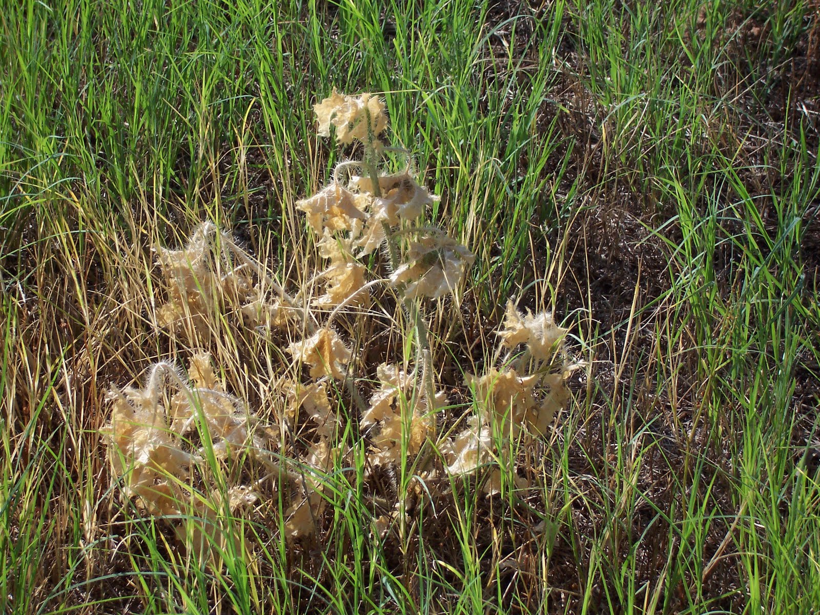 My Stuff Bulls, Horses, and Nettles