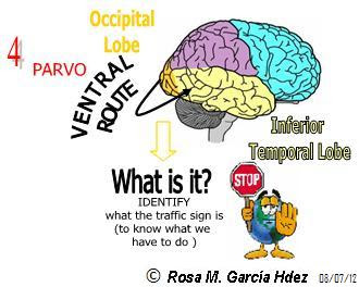 Visual Information Processing