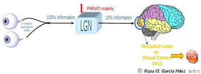Visual Information Processing