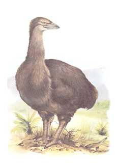 ello crepters elephant bird yang nama asingnya disebut aepyornis