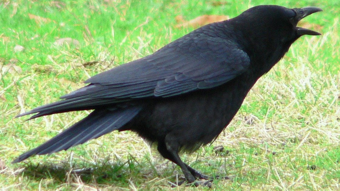 nefaeria: The Language of Crows (the Bird)