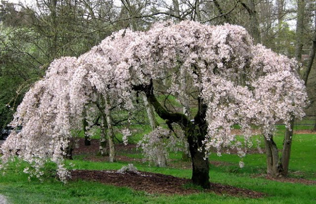 walk in park