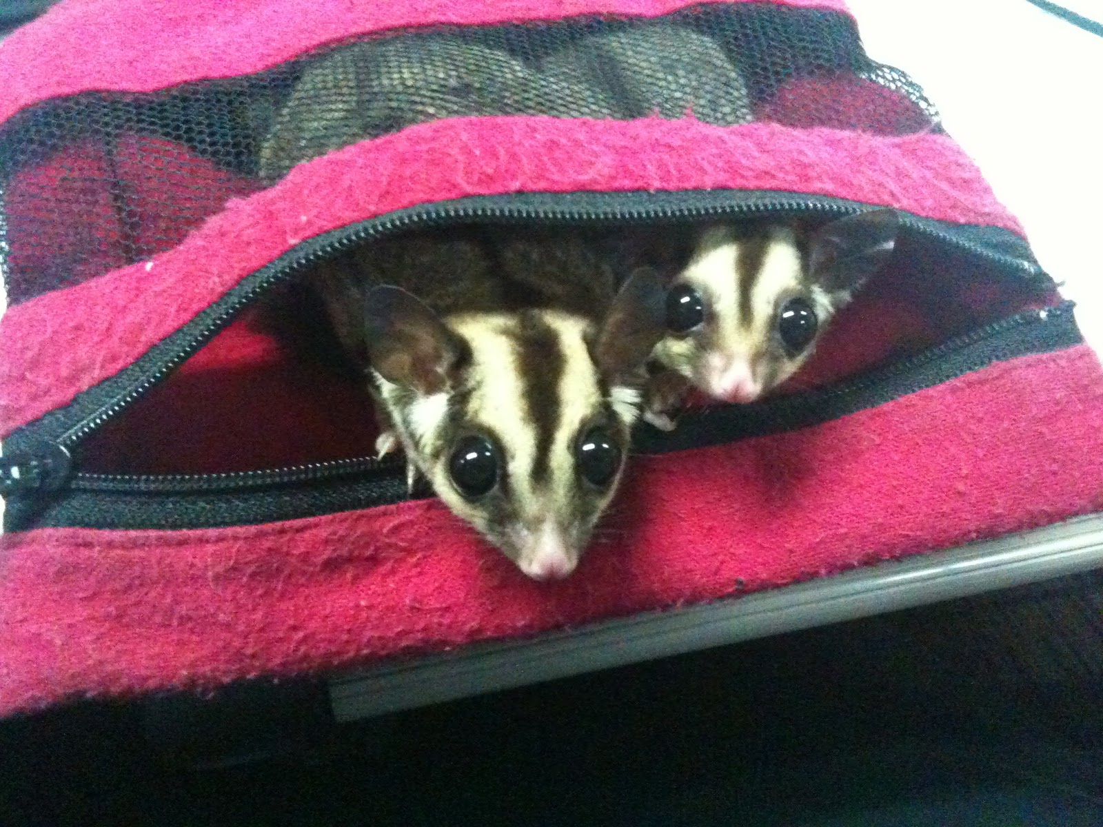 Freeze Sugar Glider Awesome Sugar Glider for sale!!