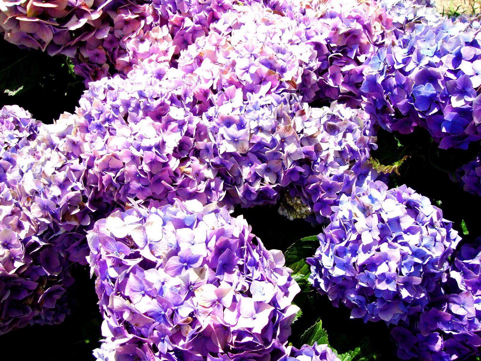 [flores.JPG]