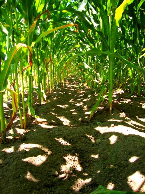 [milho3.JPG]