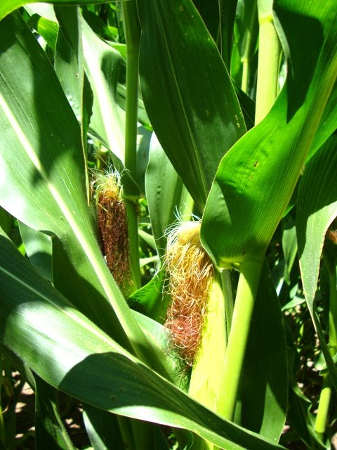 [milho4.JPG]