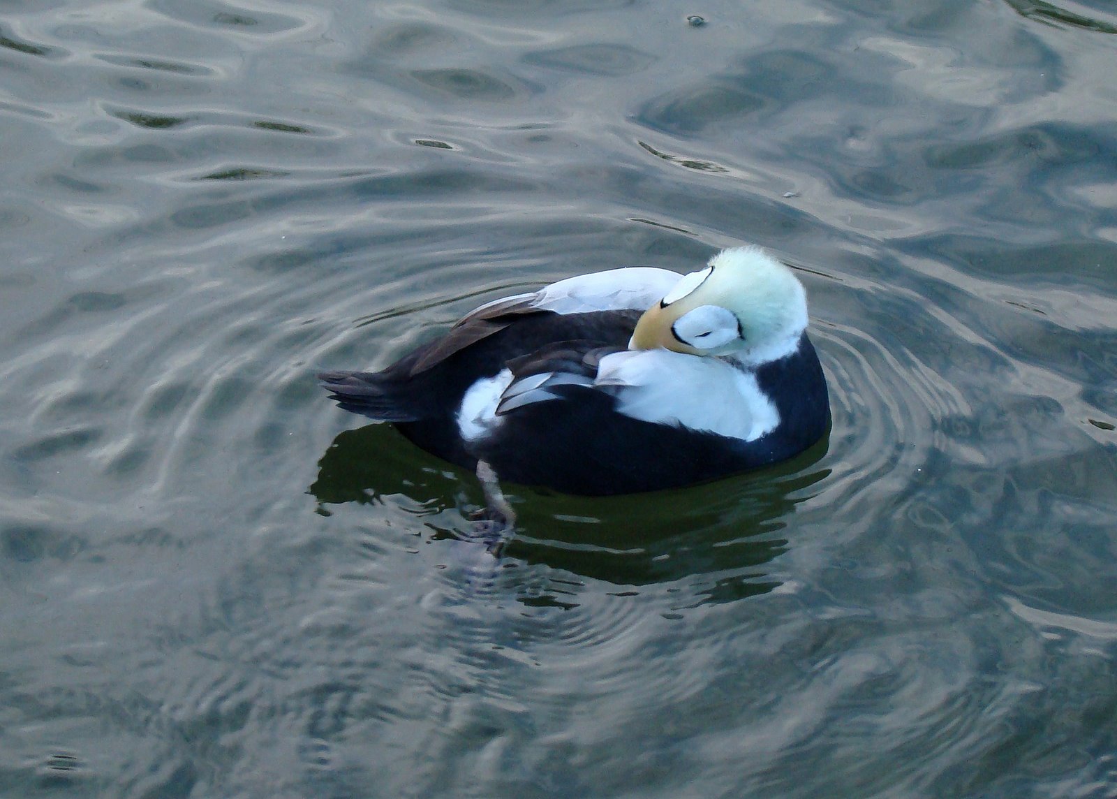 Forest Walks Spectacled Eider Ducks