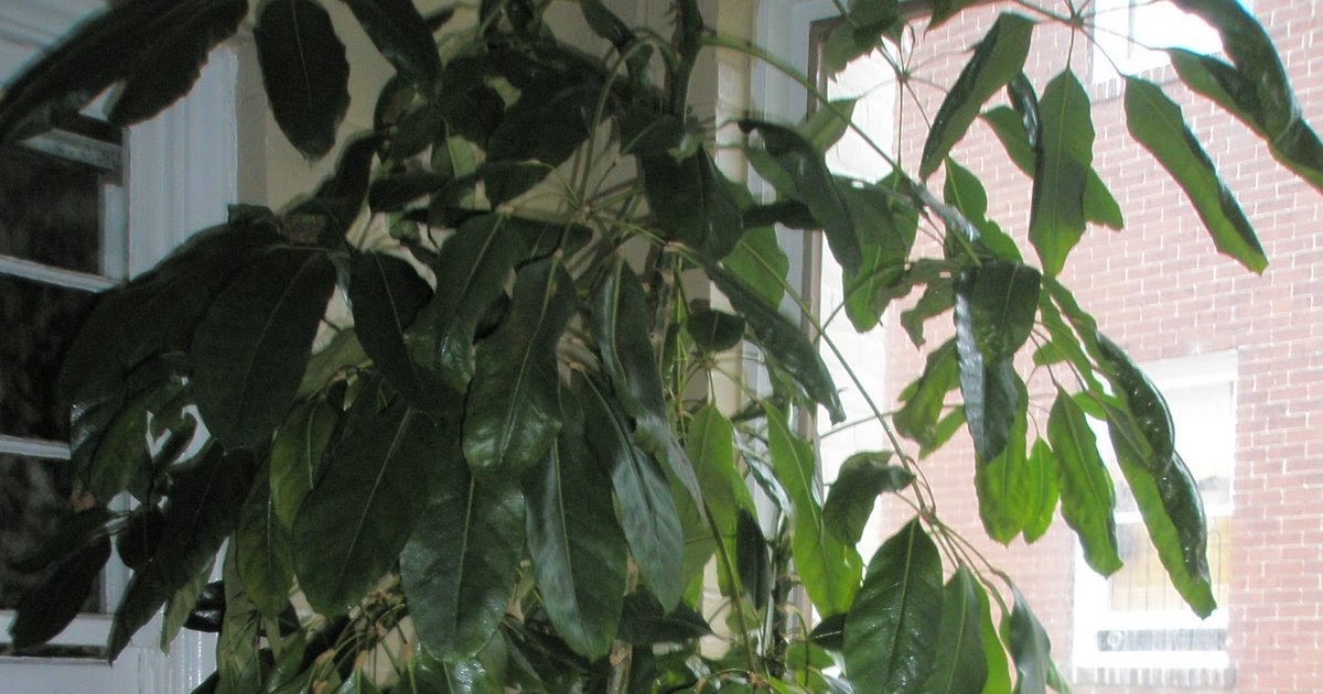 Everything Leaves Cat Repellents for Indoor Plants First Attempts