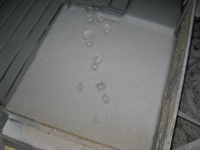 [Footprints+in+new+snow.jpg]