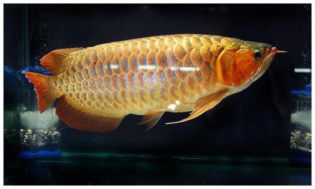 arowana aquaculture arowana aquaculture