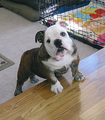 Bulldog 4 Months