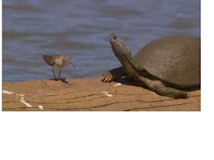 Turtle and bird