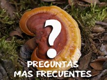 El Ganoderma lucidum